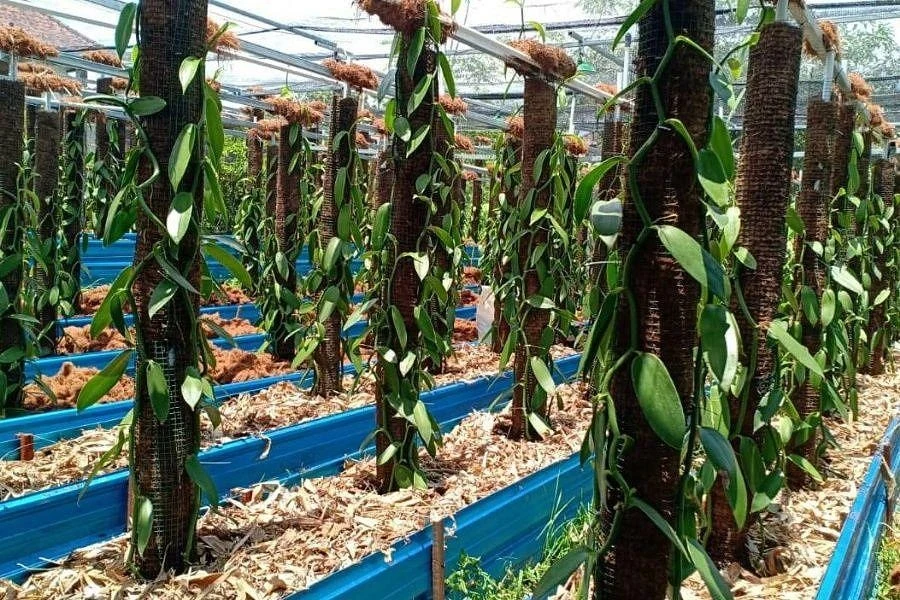 Authentic Indonesian vanilla vine cultivation on trellises in volcanic mineral soil