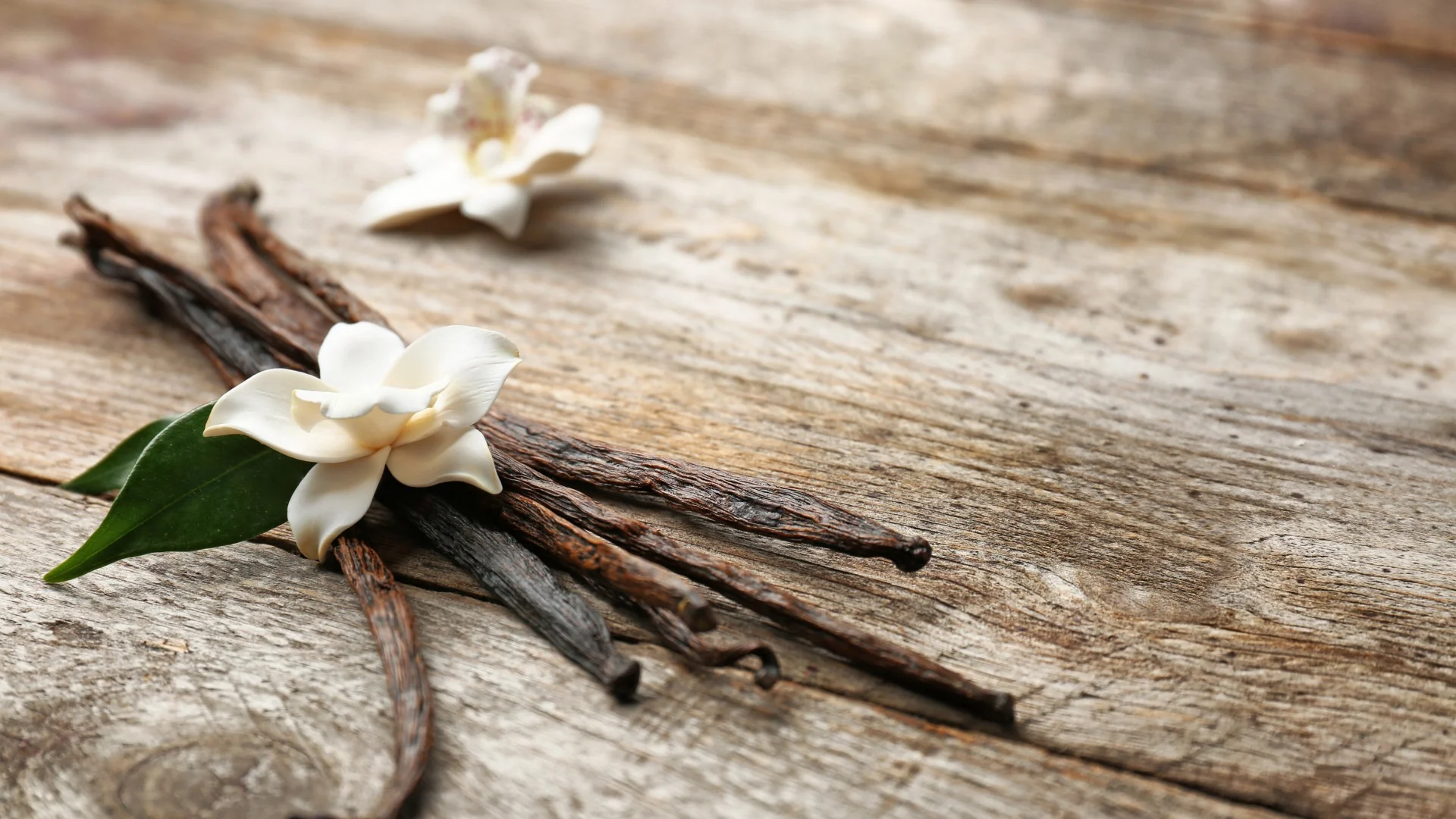 Indonesian cured Vanilla planifolia pods on natural linen
