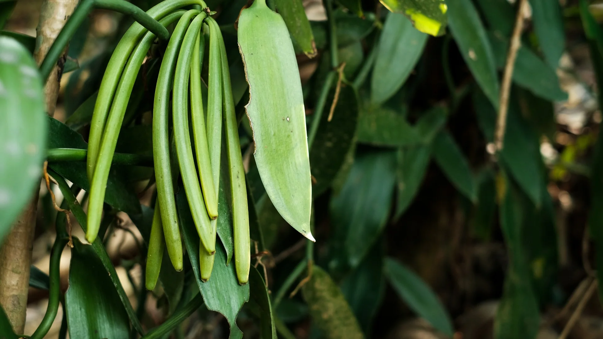 Fresh green vanilla pod cluster on vine